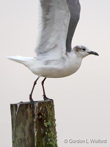 Gull Taking Wing_32510.jpg - Photographed along the Gulf coast near Port Lavaca, Texas, USA.